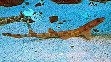 A small shark at the sea floor.