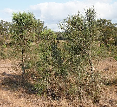 Citrus glauca bushes.jpg