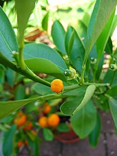 Mandarin fruitlets Citrus reticulata Fruchtansatz.JPG