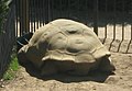 Clarence the tortoise from behind; lower quality than I could hope
