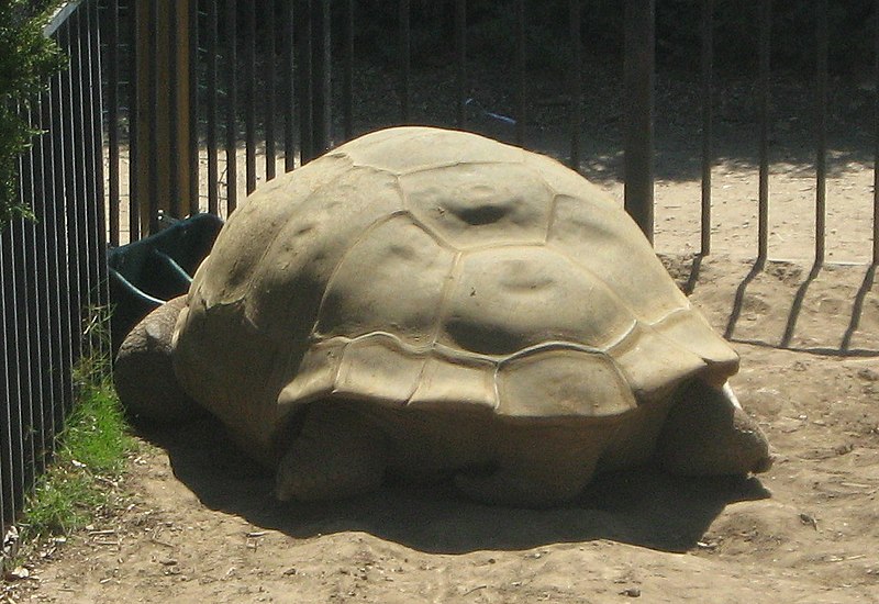 File:Clarence the tortoise from behind.JPG