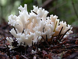 Клавуліна гребінчаста (Clavulina coralloides Fr.)