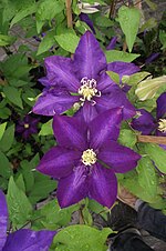 Vignette pour Clematis patens 'Danielle Deronda'