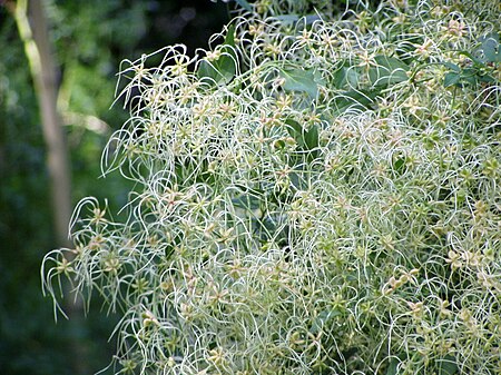 Clematis flammula