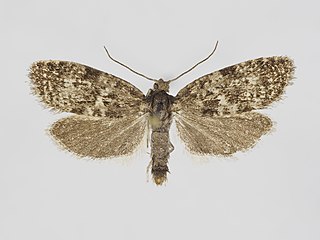 <i>Clepsis nybomi</i> Species of moth