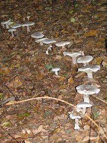 Clitocybe nebularis in part of ring Clitocybe nebularis group.jpg