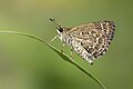 * Nomination Close wing Basking of Aeromachus jhora (de Nicéville, 1885) - Grey Scrub Hopper WLB --Anitava Roy 15:48, 29 October 2023 (UTC) * Promotion  Support Good quality. --Giles Laurent 08:11, 31 October 2023 (UTC)