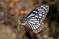 * Nomination Close wing Egg lying posture of a female Papilio clytia clytia Linnaeus, 1758 – Oriental Common Mime. By User:Sandipoutsider --Bodhisattwa 04:37, 8 June 2022 (UTC) * Promotion  Support Good quality. --Steindy 10:28, 8 June 2022 (UTC)