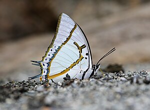 Close wing position of Charaxes eudamippus Doubleday, 1843 – Great Nawab.jpg