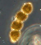 Cochlodinium polykrikoides