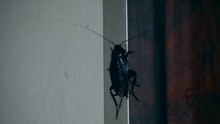 Archivo: Cucaracha - Tokio Japón - 2018 9 19.webm