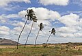 Coconut trees in Boa Vista, Cape Verde, December 2010.jpg
