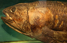 Lobe-finned fishes, like this preserved coelacanth, have elasmoid scales. Coelacanth-PaleozoologicalMuseumOfChina-May23-08.jpg