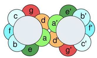 "Overhead view", or helical wheel diagram, of a leucine zipper, where d represents leucine, arranged with other amino acids on two parallel alpha helices. Coiledcoil-wheelcartoon.png