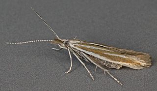 <i>Coleophora pyrrhulipennella</i> Species of moth