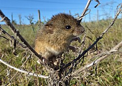 Colilargo chico (Oligoryzomys flavescens), Uruguay, 2022.jpg