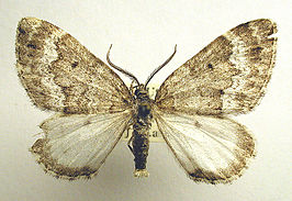 Colostygia turbata