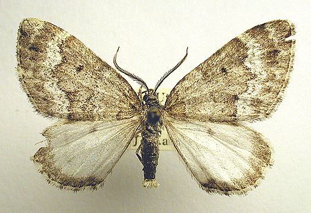 Colostygia turbata