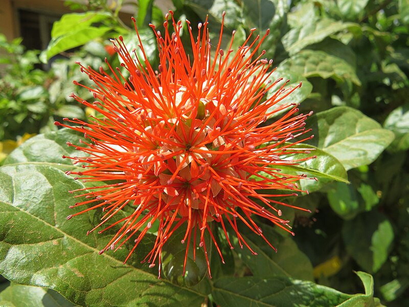 File:Combretum constrictum - Powderpuff Combretum 2014 (14).jpg