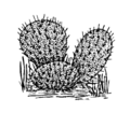 Common Cactus (PSF).png