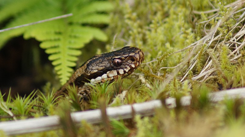 File:Common European Adder.jpg