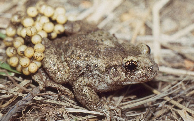 File:Common Midwife Toad (Alytes obstetricans) male carrying eggs ... (43973020765).jpg