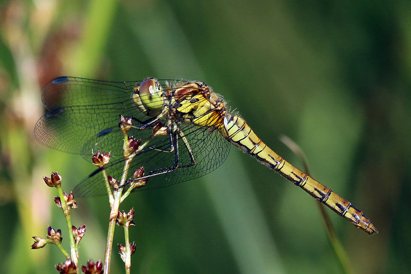 File:Common darter dragonfly (Sympetrum striolatum) female yellow abdomen and blue pterostigma.jpg