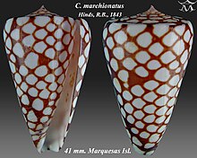 Conus marchionatus 1.jpg
