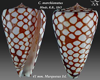 <i>Conus marchionatus</i> Species of sea snail