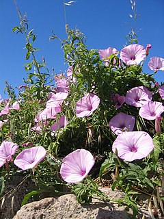 <i>Convolvulus althaeoides</i> Species of bindweed