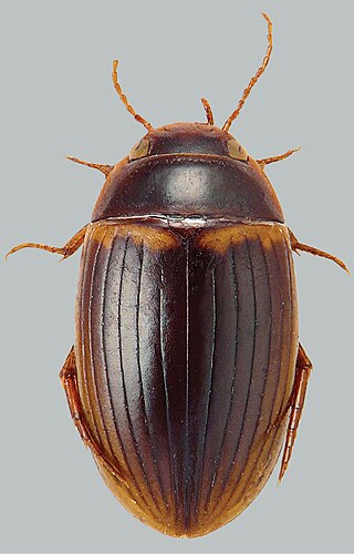 <i>Copelatus portior</i> Species of beetle