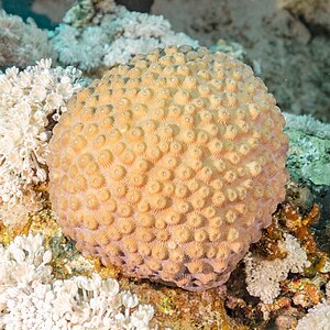 Coral (Dipsastraea favus), parque nacional Ras Muhammad, Egipto, 2022-03-28, DD 105