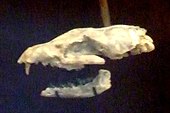 Fossilized skull of the Oligocene bone-crushing dog Archaeocyon Cormocyon leptodus.JPG