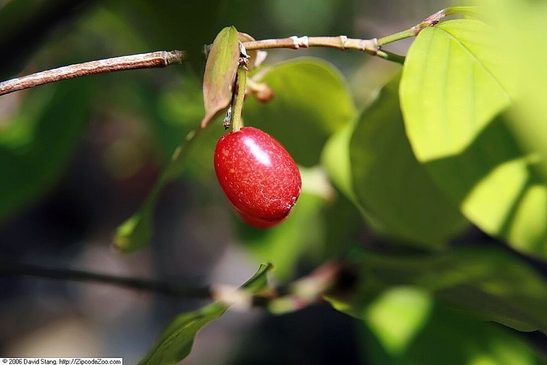 Cornus officinalis