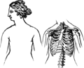 Fig. 6. — Un thorax de femme normal