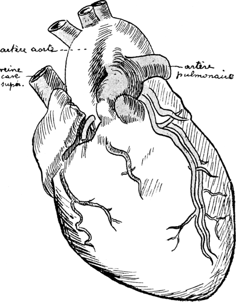 File:Corset1908 087Fig49.png