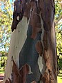 Corymbia citriodora - shedding bark 2.jpg
