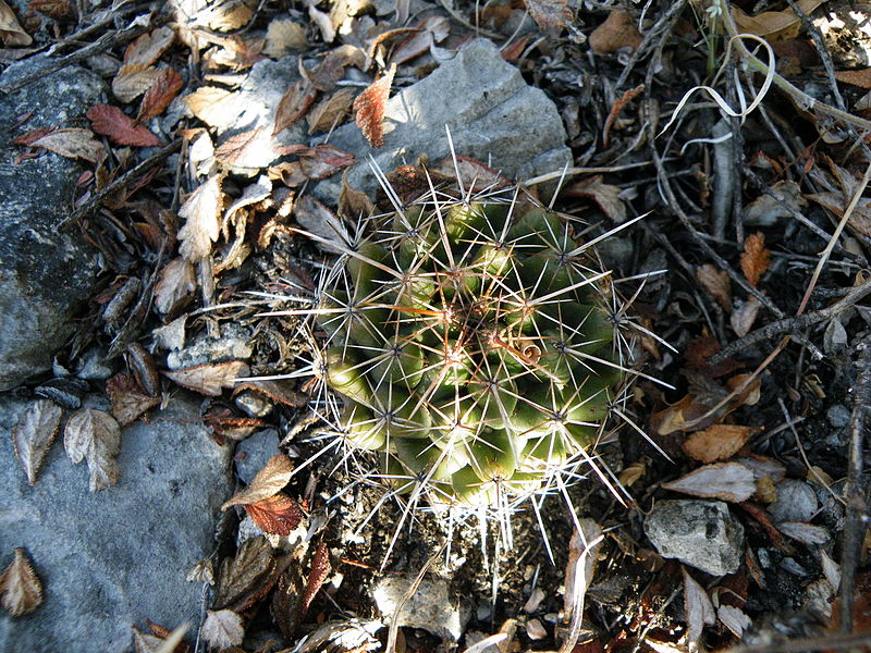 File:Coryphantha echinoidea (5766065352).jpg