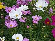 Cosmos bipinnatus Sao nhái