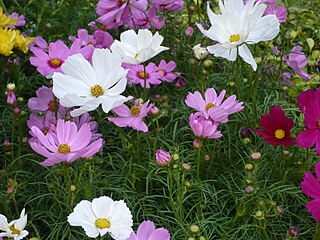 <i>Cosmos</i> (plant) Genus of flowering plants in the daisy family