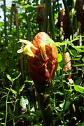 Costus giganteus in São Tomé (3) .jpg