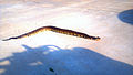 Adult Agkistrodon piscivorus, also known as a North American Cottonmouth or Water Moccasin.