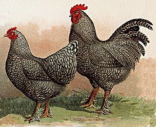 Malines chicken chicken breed
