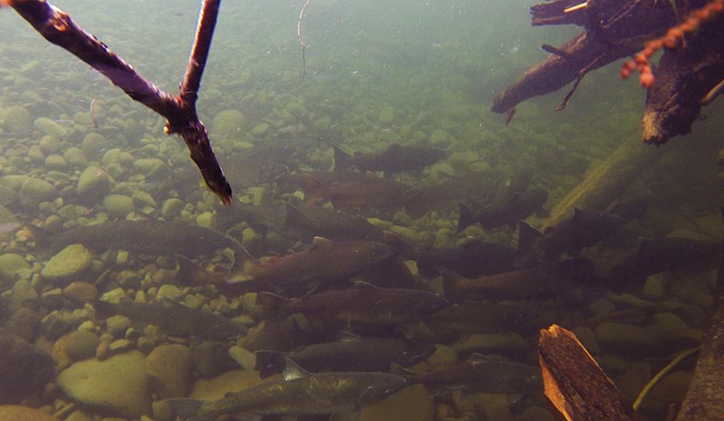 File:Counting Fish on the Salmon River (15015028567).jpg