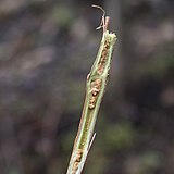 De afuera hacia adentro: corteza, floema, xilema (verde) y médula (marrón, de apariencia esponjosa).  alt =