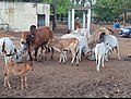 Cow mela