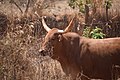 Cows in Zambia 20.jpg