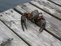 Crayfish Astacus astacus.jpg