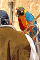 Croatia-01899 - Parrots? (10091272265).jpg