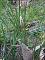 Crocus biflorus bud